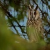 Kalous usaty - Asio otus - Long-eared Owl 9022u